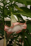 Brugmansia suaveolens 'Pink Beauty' RCP8-2014 242.JPG